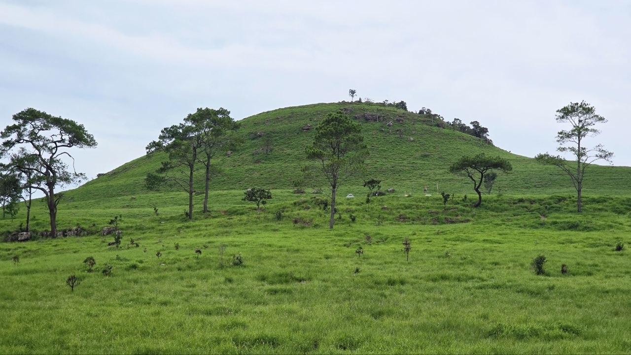 Kong Vichheka