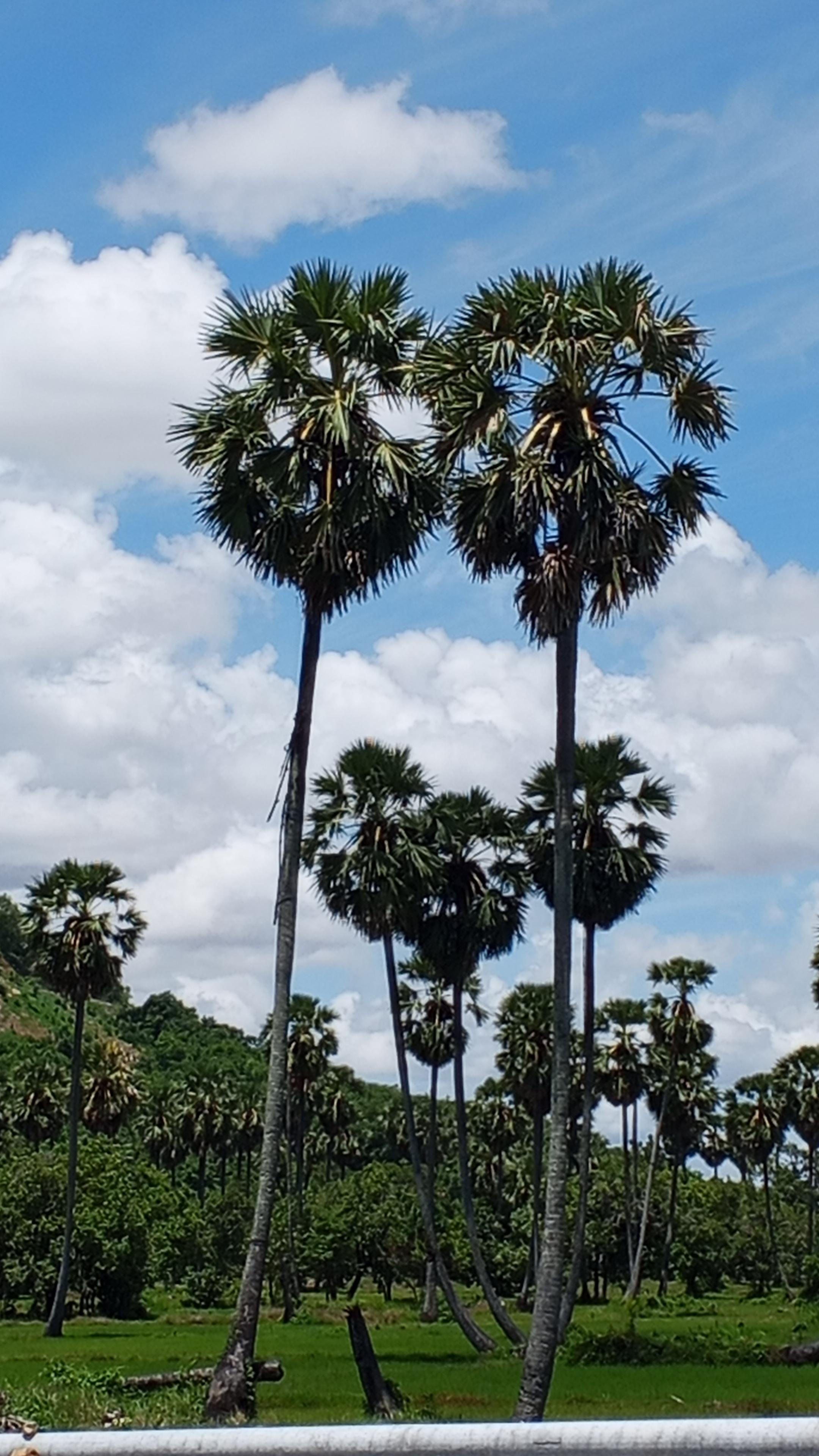 Sok Sa
