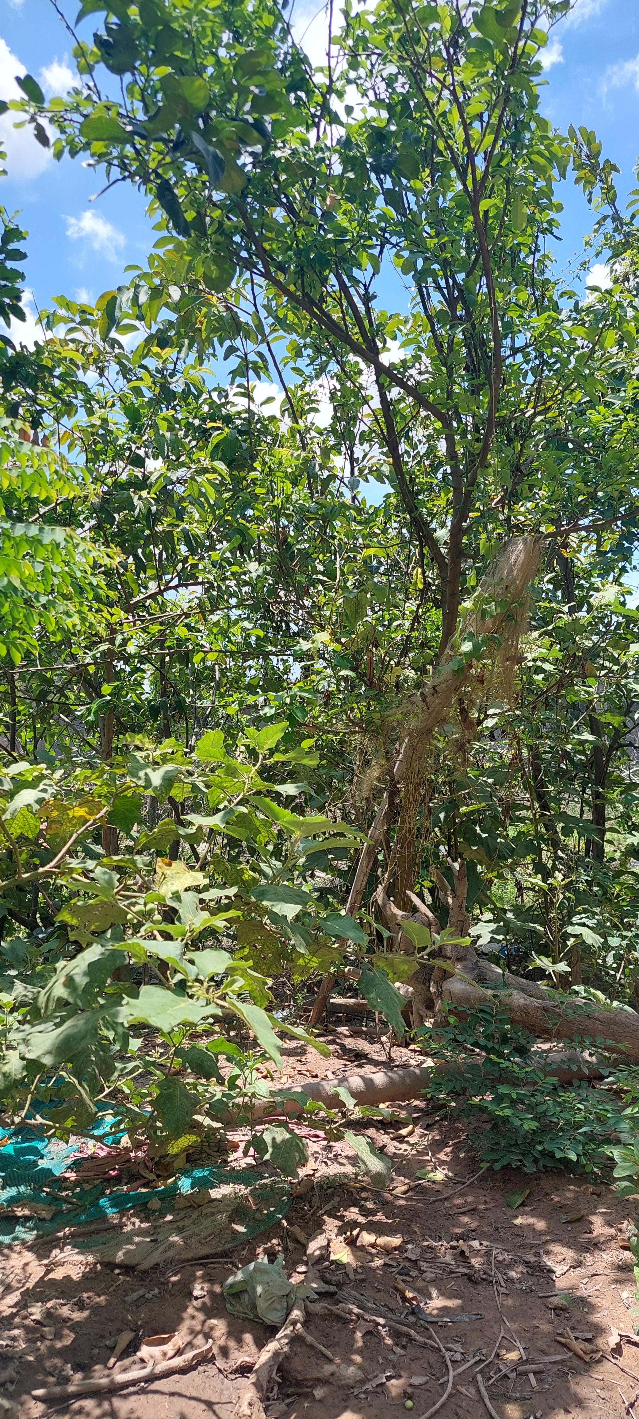 Sun Soriya