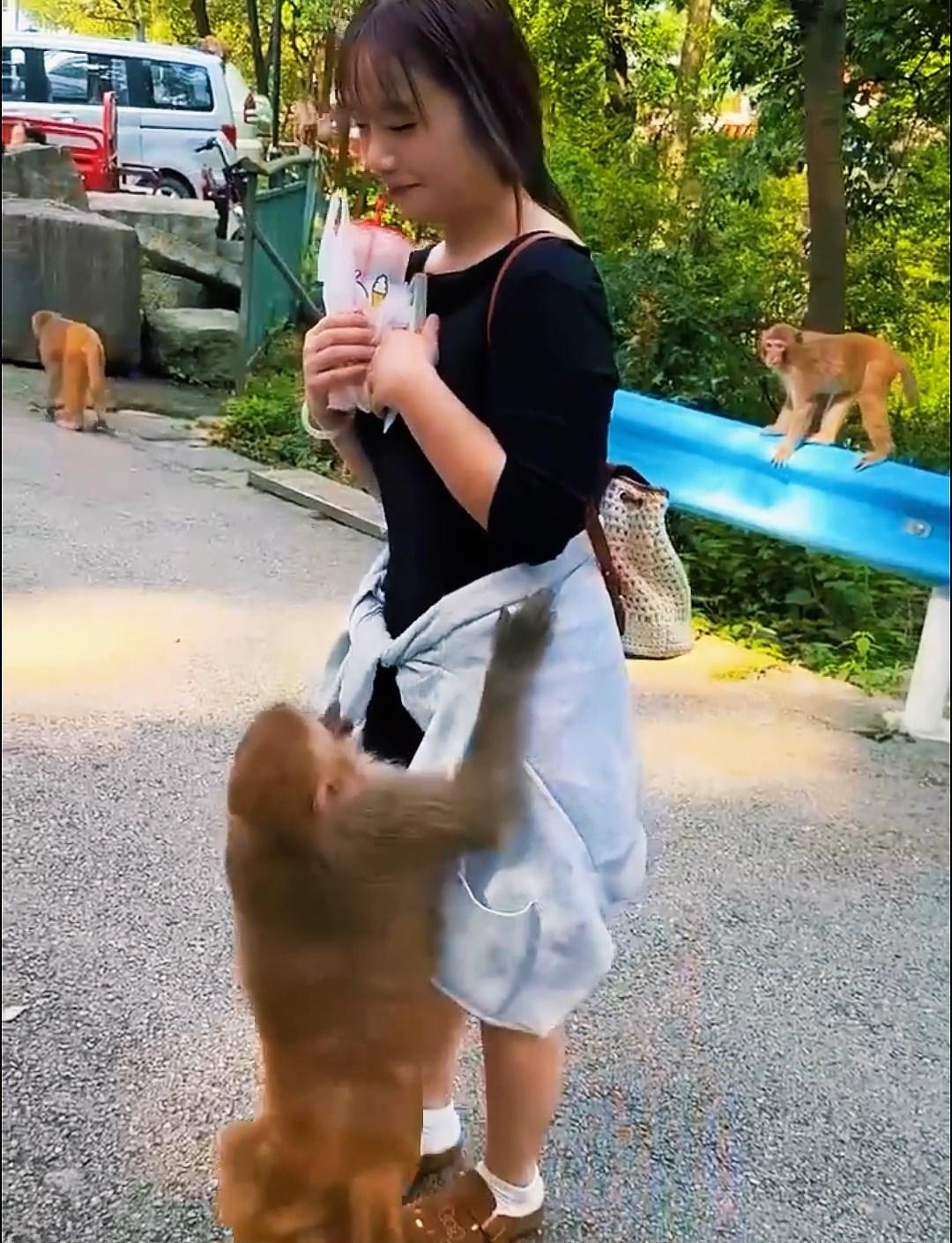 Animals