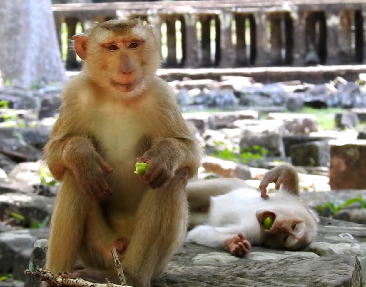 Vova Monkeys