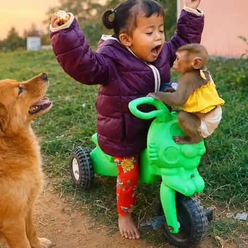 Love Monkeys