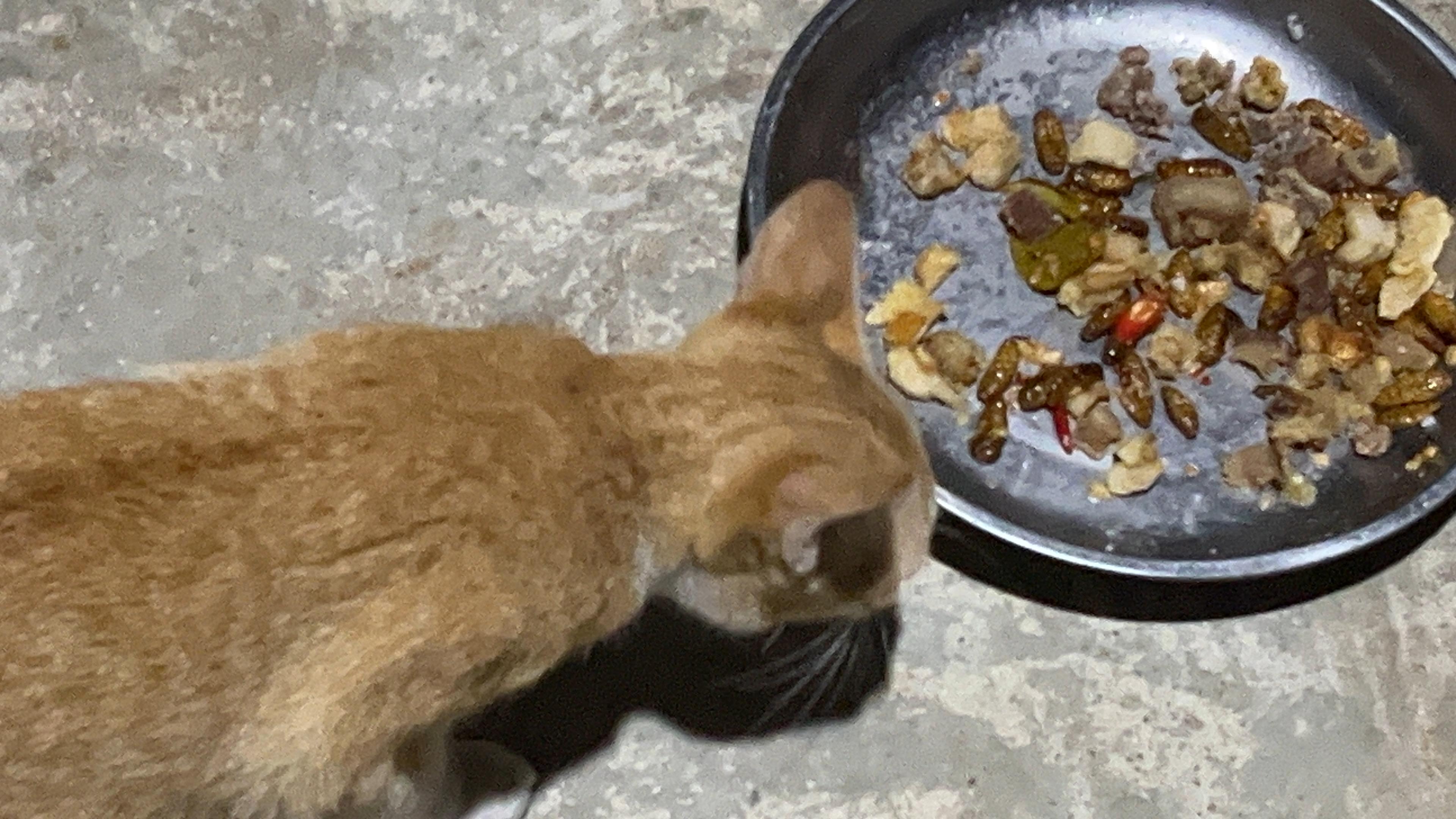 Cat-Cat