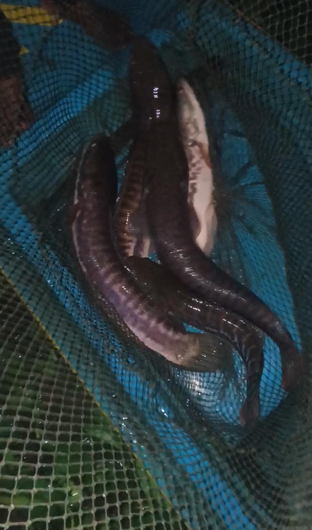 Narong  Fishing 