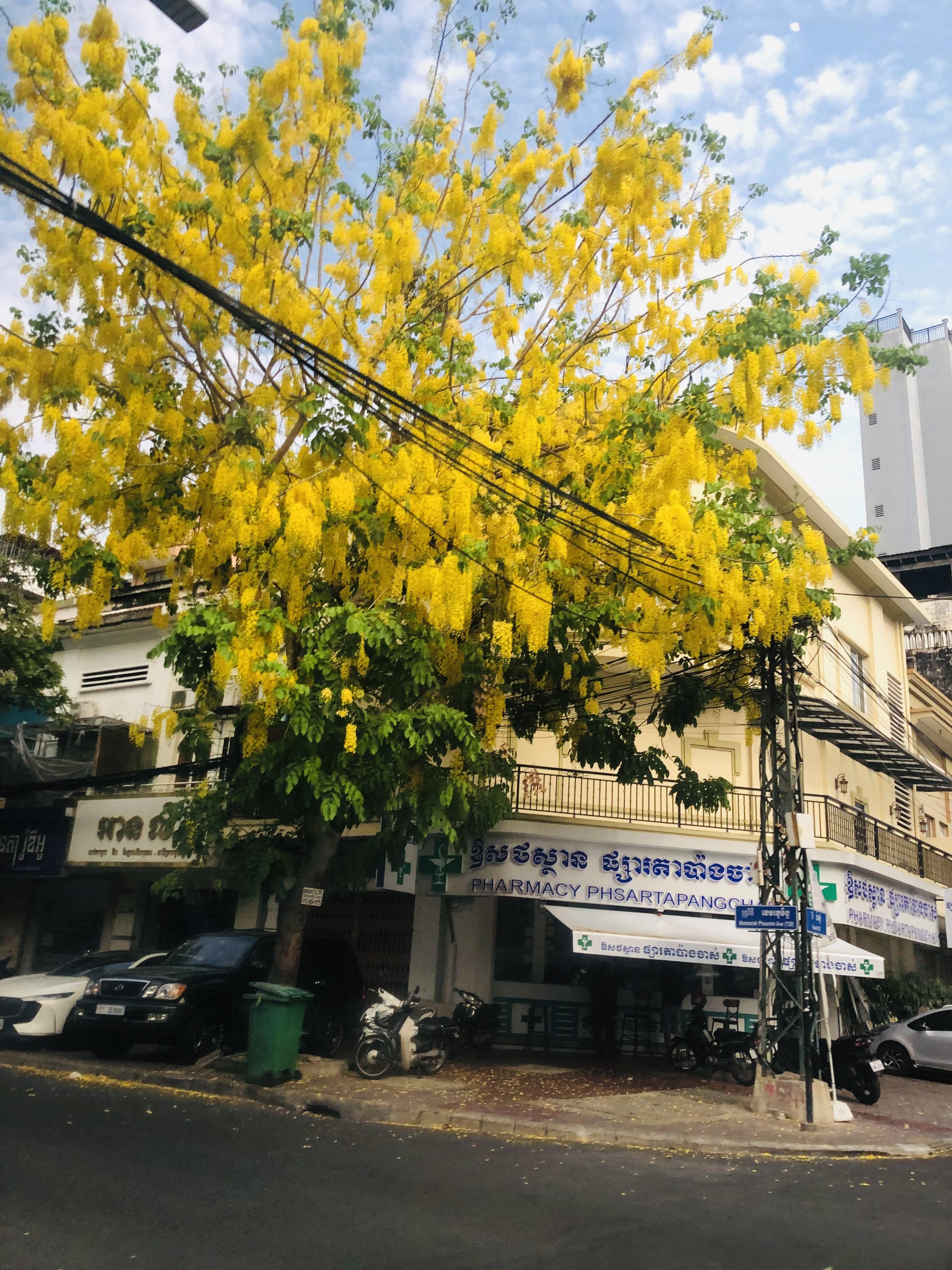Dok Vannary