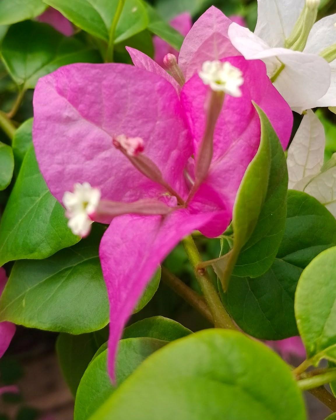 រូបភាព ធម្មជាតិ