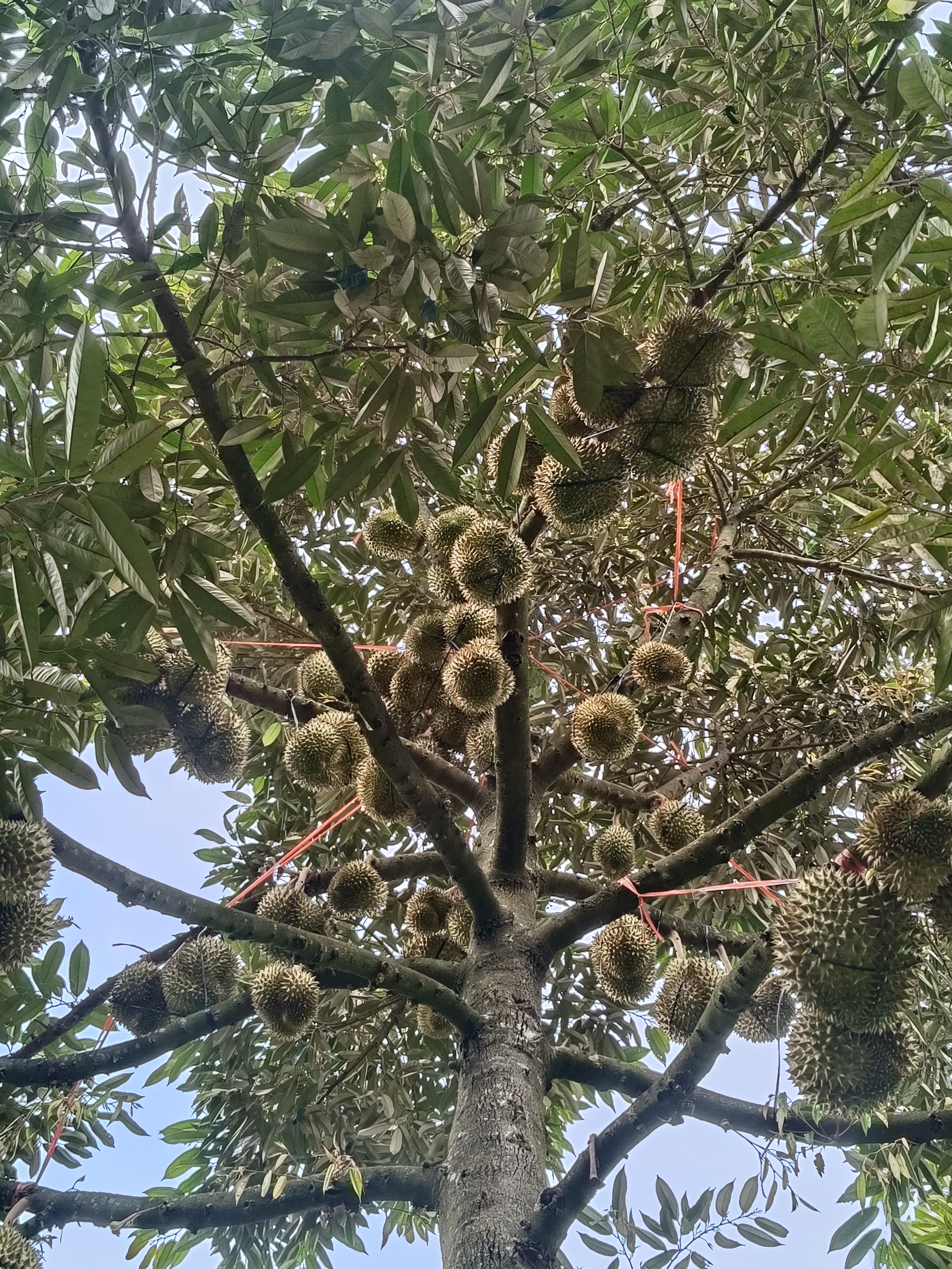 ហុិន ពៅ