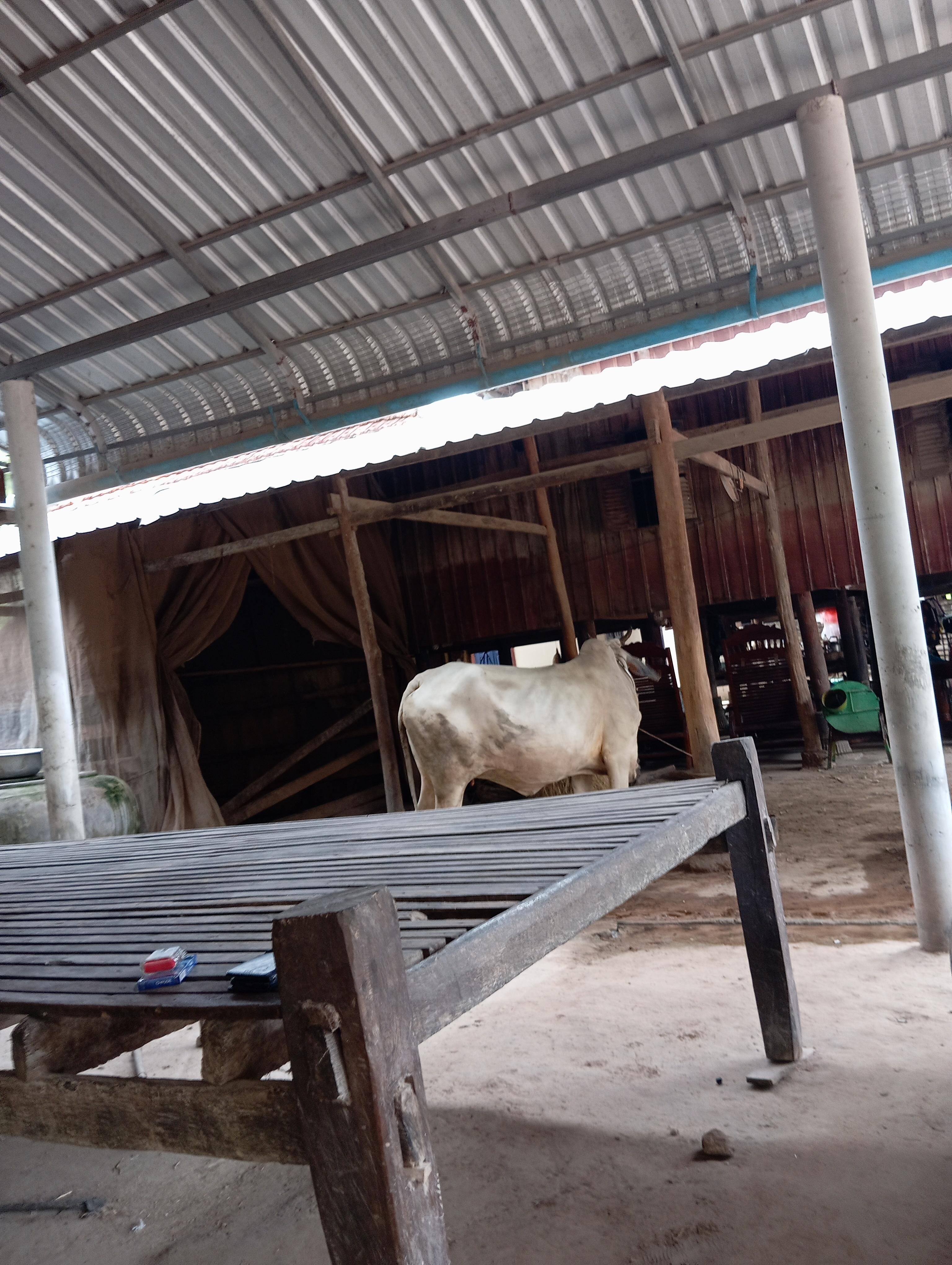 Yak Sambat